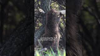 How smart beavers saved millions