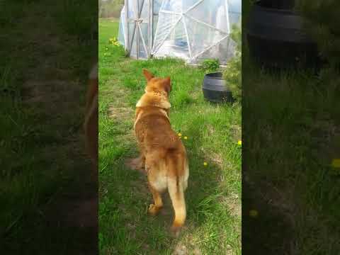 Dogs being Dogs