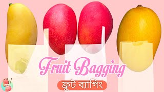 Mango Fruit Bagging - Everything You Need To Know