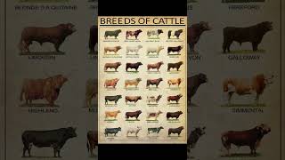 Breeds Of Cattle