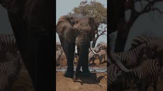 Move Like an Elephant 🐘 | Sigma Mindset Activated #elephantattack #shorts #sigmamindset