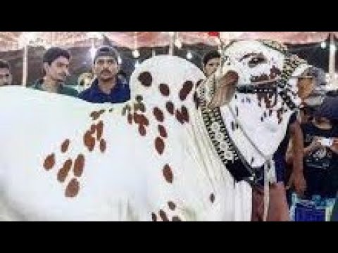 shahpur Kanjra mandi | Lahore mandi | pakistan