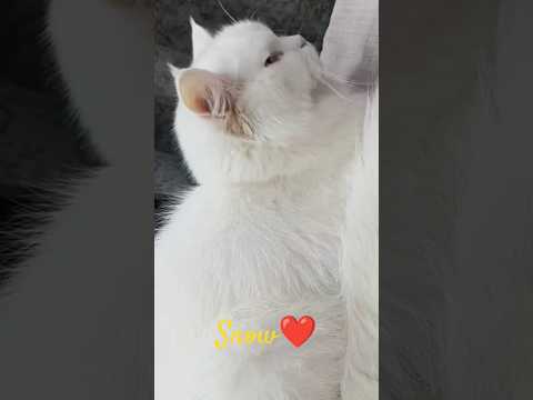 Beautiful Fluffy Persian Cat.Snow❤Love for cats. #trendingshorts #pets #cats #loveforcat #lazypets