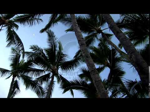 Hawaiian Palm Trees Against Sky - Stock Video
