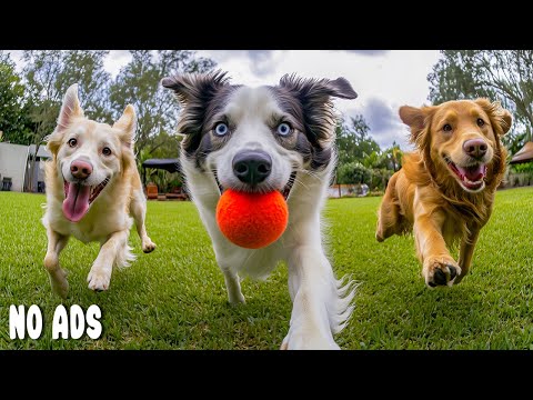 12 Hours of Dog TV for Dogs to Watch🐶Calm Anxiety, Reduce Stress & Help Dogs Sleep Peacefully
