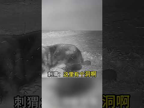 刺猬回家找不到门口，反手钻进熊的腚里？熊：兄弟，你找错路啦#搞笑 #趣闻 #熱門