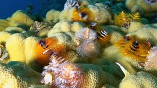 Diving Spirit Of Freedom February March 2017