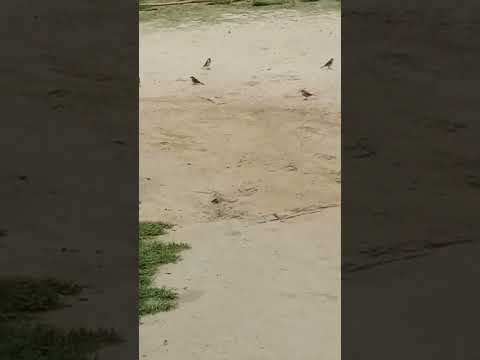 Village Natural Beauty with Birds chirping @Birds @Beauty @PakistanvsIndia @PakvsIndia @Highlights