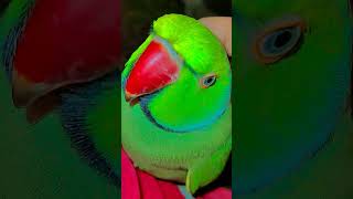 #videoforkids #viralvideo #shortsfeed #ytshorts #youtubeshorts #cute #cutebird