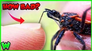 What Happens if an Assassin Bug BITES You?