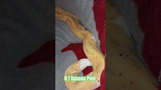 0.1 Banana Pied #banana #pied #pudding #shortvideo #shortsfeed #shorts #python #reptiles #ballpython