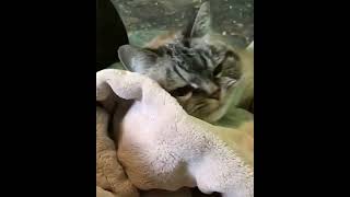 Ultimate Guide to Captivating Cat Content! 😻🎥 #catcontent #viralvideos #petlovers...
