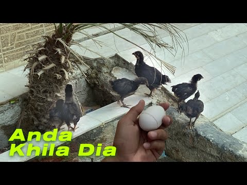 Chicks ko Anda Khila Dia 🥚