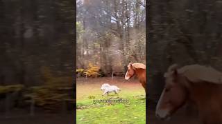 Such cute and majestic creatures. #animals #shorts