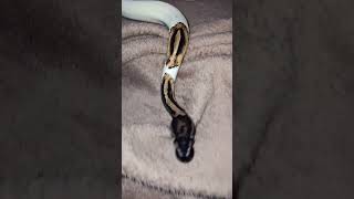 #snake #viralvideo #foryou #reptiles #animals #fypシ#piedballpython
