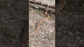 Python @BUAT, Banda campus. #wildlife #python #foryou #reelitfeelit #viral #shorts #bundelkhand ❤️