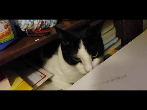 Just my cat crawling into a tiny shelf space