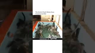 When a lamprey dies  #answerallthequestions #curiousminds #crafts #diy #shorts