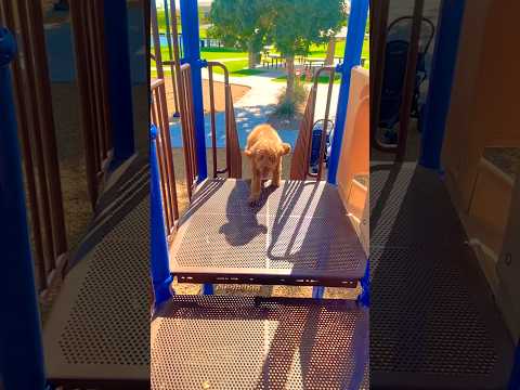 Fluffy Dog to Make you Smile! #slomo #goldenretriever #happy #dog