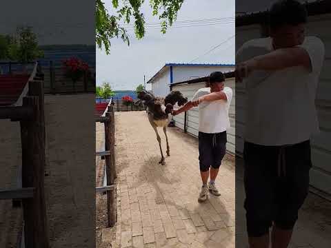 Back to a new home enjoy the blessings#ostrich#Ostrich fry #Ostrich farming #Same city#Goo