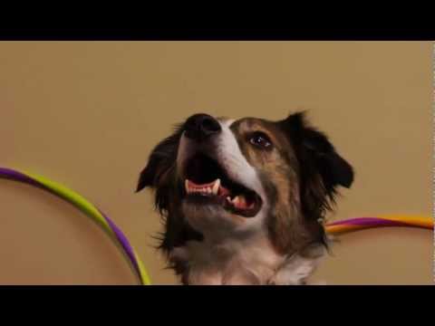 Dog Training Tips - Dog Training Tips | Free 5 part Video Series