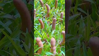 how the chinese farmers are earning thousands of dollars from this plant