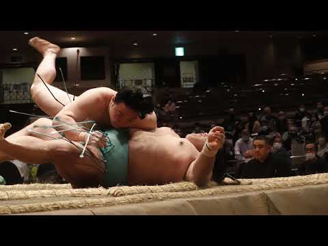 LionSumo Live Stream