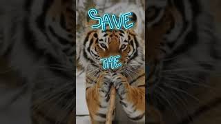 §Save The Tigers§ #tiger #tigers #savethetigers #endangeredspecies #supportneeded