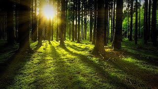 Forest Guided Imagery