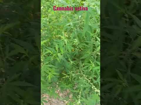 Cannabis plant #medicine #religious #therapeutic #drug #narcotic #nature