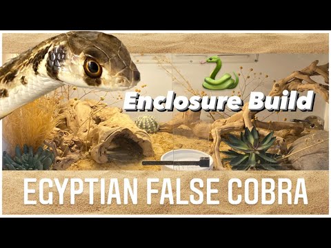 Egyptian False Cobra Enclosure Build!