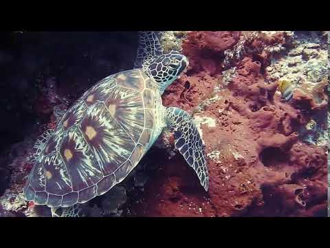 Relaxing Music, Dеep Sleep Music, Meditation Music | Every Day - Relaxing Music
