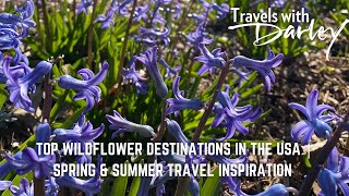 Top Wildflower Destinations in the USA | Spring & Summer Travel Inspiration