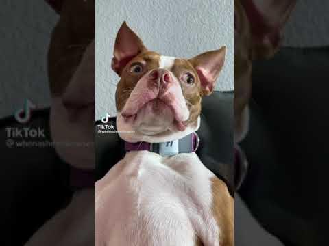 Dog reaction after nail clipping #shorts #tiktok #tiktoktrend #tiktoktrend #shortsvideo #funnyvideo