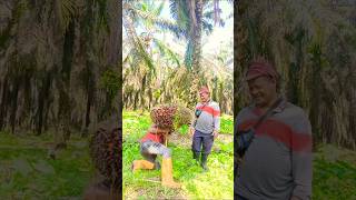 Boss is teaching me some work tricks.#viralshort#palmtrees#malaysia#palm#palmfruit#