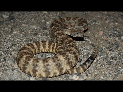 Some Venomous Arizona Critters!