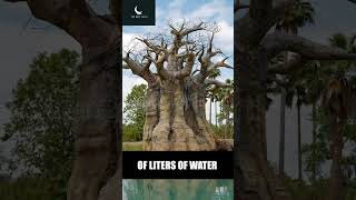 The Incredible Baobab Tree #facts #shortsvideo #baobabtree #baobab #ecosystem #naturalworld