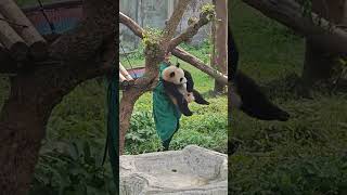 Panda Club #414 #PandaClub #Shorts #panda #CutePandas #FunnyPandas #PandaLovers
