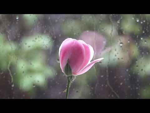 Romantic Background music no copyright
