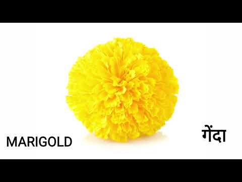 Pineapple TV Flowers Name | Part 1