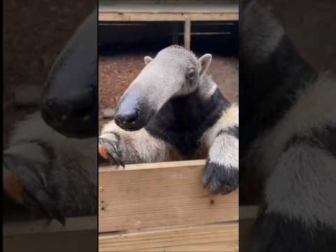 Glowing Anteater Spotted in the Wild! (2024)🤯