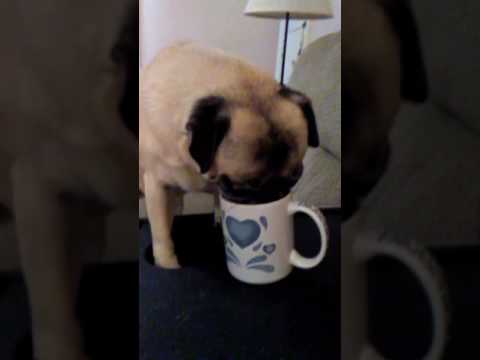 Pug's morning coffee
