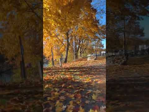Discovering the Beauty of Horseshoe Falls in Belmont, NY – Allegany County Fall Adventure