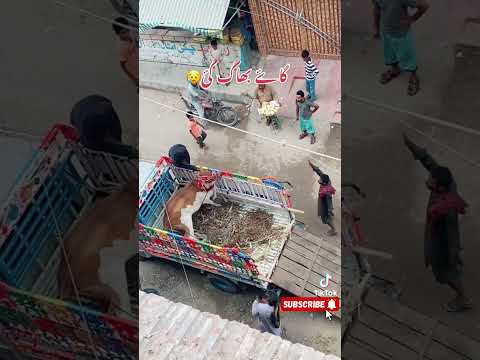 Janwar baag gaya🤣😂😂 | #viral #trending #shorts