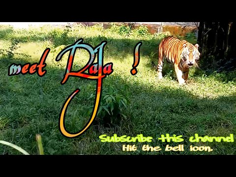 Vlog- 4    KHAYERBARI TIGER RESCUE CENTRE.