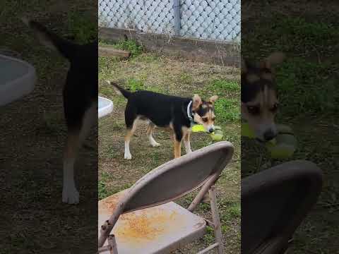 when he plays with himself #shorts #cute #dog #perro #funny #animalshorts #play #animals #dogshorts