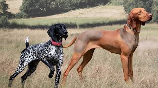 12 Types Of Pointer Dog Breeds