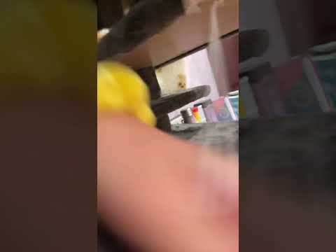 Cat tour pt. 2
