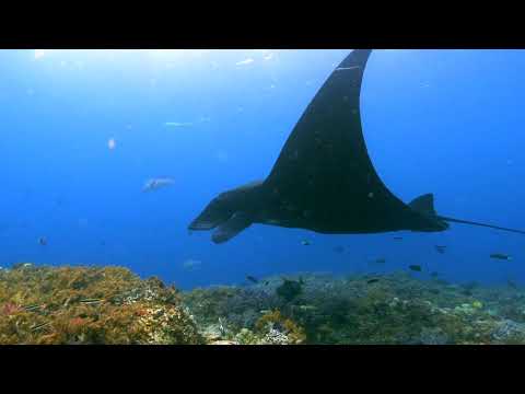 Misool Eco Resort - Raja Ampat South - Diving 4 K