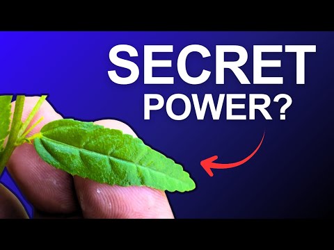 3 Strange and Curious Facts About Country Mallow  | The Hidden Plant Science